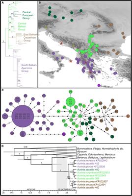 Stability in the South, Turbulence Toward the North: Evolutionary History of Aurinia saxatilis (Brassicaceae) Revealed by Phylogenomic and Climatic Modelling Data